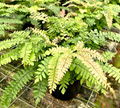 4" Fern Maidenhair Bronze Venus